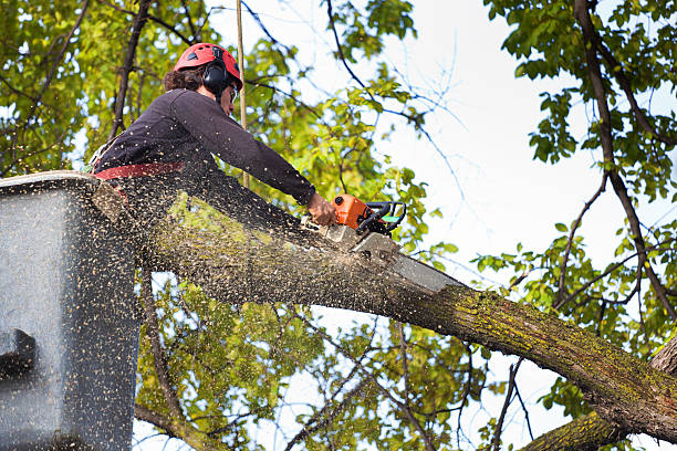 Best Tree Trimming and Pruning  in Schoolcraft, MI