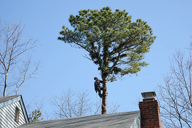 Best Tree Health Inspection  in Schoolcraft, MI